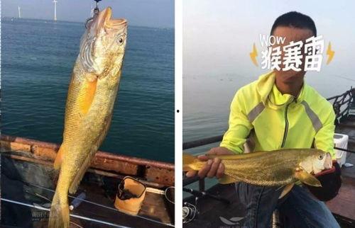 大黄鱼行情最新爆料,最新行情揭秘